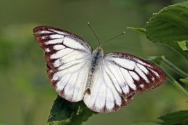 Pierinae وسائل الإعلام