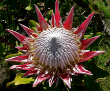 Protea وسائل الإعلام