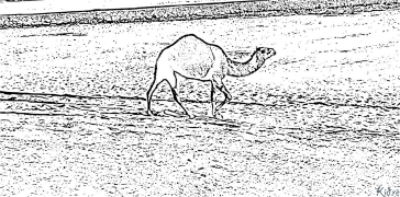 Dromedary Çap Etmək Üçün Səhifələrin Rənglənməsi