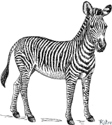 Zebra Çap Etmək Üçün Səhifələrin Rənglənməsi