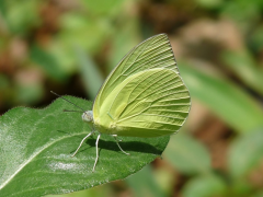 Coliadinae Медия