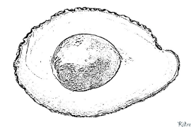 Авокадо Страници За Оцветяване За Печатstranitsi Za Otsvetyavane Za Pechat