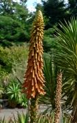 Aloe Mediji