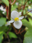 Begonia Mediji