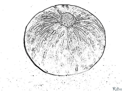 Squashes Stranice Za Bojanje Za Štampanje