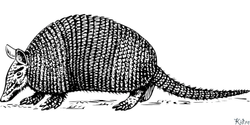 Armadillo Stranice Za Bojanje Za Štampanje