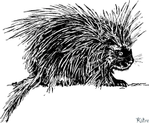 Porcupine Stranice Za Bojanje Za Štampanje