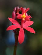 Epidendrum Mitjans De Comunicació