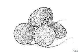 Litchi Pàgines Per Pintar Imprimibles