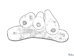 Carota Pagine Di Culore Stampabile