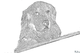 Golden Retriever Pagine Di Culore Stampabile