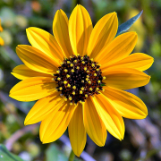 Helianthus Média