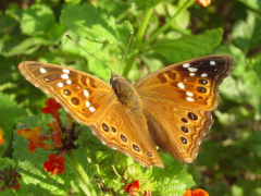 Apaturinae Cyfryngau