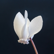 Cyclamen Cyfryngau