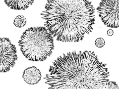 Bacteriwm Tudalennau Lliwio Y Gellir Eu Hargraffu