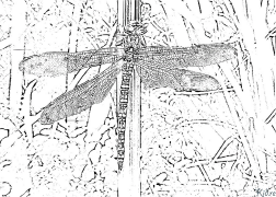 Dragonfly Tudalennau Lliwio Y Gellir Eu Hargraffu