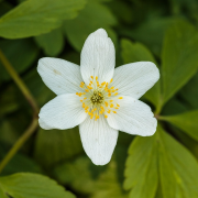 Anemone Medier