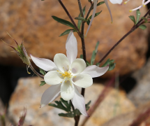 Columbine Medier