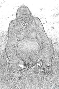 Gorilla Ausmalbilder Zum Ausdrucken