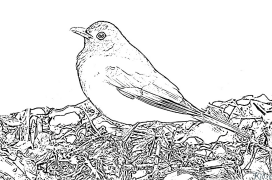 Blackbird Coloring Pages To Print