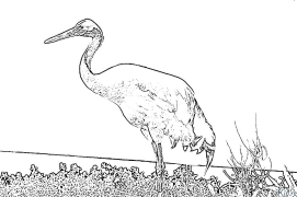 Crane Coloring Pages To Print