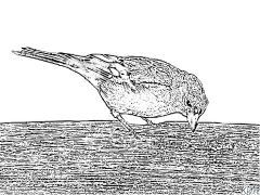 Finches Coloring Pages To Print