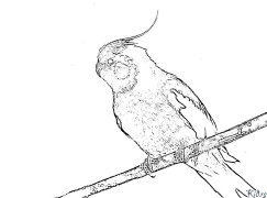 Parakeet Coloring Pages To Print