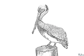 Pelican Coloring Pages To Print