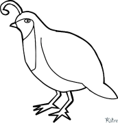 Quail Coloring Pages To Print