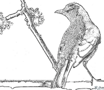 Thrushes Coloring Pages To Print