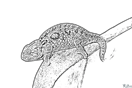 Chameleon Coloring Pages To Print