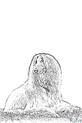 Afghan Hound Coloring Pages To Print