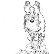 Border Collie Coloring Pages To Print