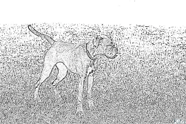 Boxer Coloring Pages To Print