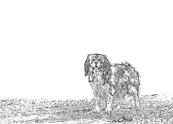 Cavalier King Charles Coloring Pages To Print