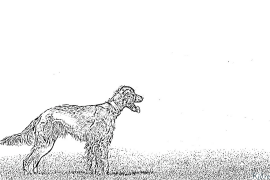 Setter Coloring Pages To Print