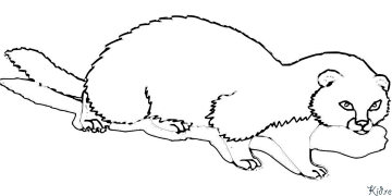 Ferrets Coloring Pages To Print