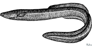 Eel Coloring Pages To Print