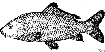 Salmon Coloring Pages To Print