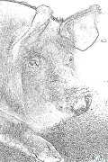 Pig Coloring Pages To Print