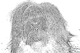 Orangután Páginas Para Colorear Para Imprimir