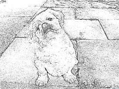 Shih Tzu Páginas Para Colorear Para Imprimir