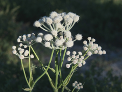 Angelica Meedia