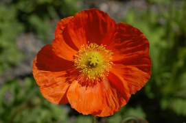 Poppy Meedia