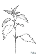 Nettle Margotzeko Orri Inprimagarriak