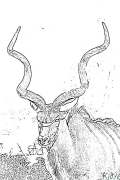 Antilope Coloriages À Imprimer