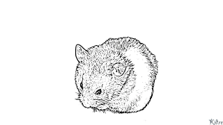 Hamster Coloriages À Imprimer