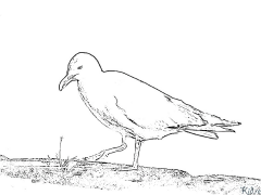 Mouette Coloriages À Imprimer