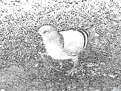 Pigeon Coloriages À Imprimer