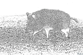 Boar Printbere Kleurplaten